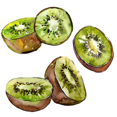 Fototapeta na wymiar Exotic kiwi wild fruit in a watercolor style isolated. Full name of the fruit: kiwi. Aquarelle wild fruit for background, texture, wrapper pattern or menu.