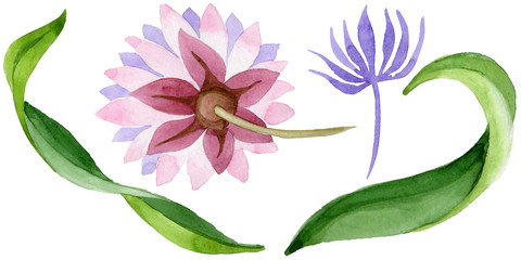 Pink water lily. Floral botanical flower. Wild spring leaf wildflower isolated. Aquarelle wildflower for background, texture, wrapper pattern, frame or border.