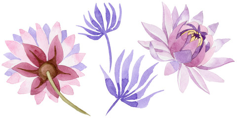 Pink water lily. Floral botanical flower. Wild spring leaf wildflower isolated. Aquarelle wildflower for background, texture, wrapper pattern, frame or border.