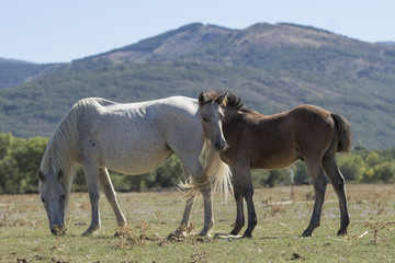 Yegua con su potrillo en un valle entre montañas