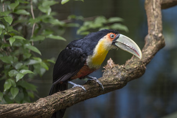 Tucano bico verde