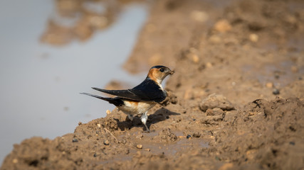 Isolated Barn Swallow Bird- Israel
