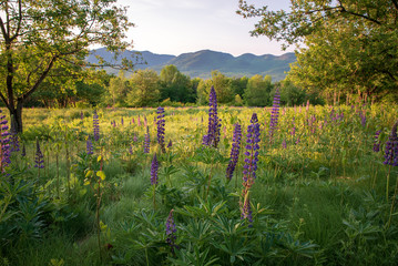 Lupine Flowers in Sugar Hill New Hampshire - obrazy, fototapety, plakaty