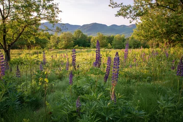 Lupine Flowers in Sugar Hill New Hampshire © Christopher