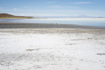 Pink Flamingos In Salty Shallow Lagoon, Salar De Uyuni, Bolivia