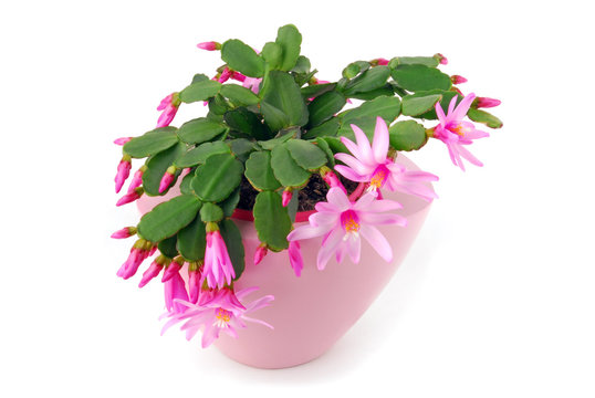 cactus flower pot Hatiora Gaertneri
