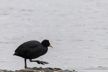 Eurasian coot (Fulica atra)