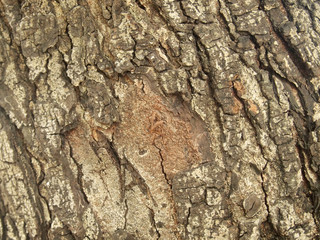 Tree bark texture