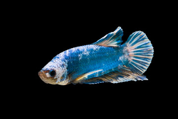 The moving moment beautiful of siam betta fish in thailand on black background.  © Soonthorn
