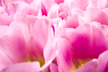Obraz na płótnie Canvas spring flowers banner - bunch of pink tulip flowersbright floral background.