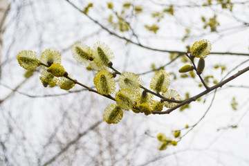 ветви ивы, цветение ивы