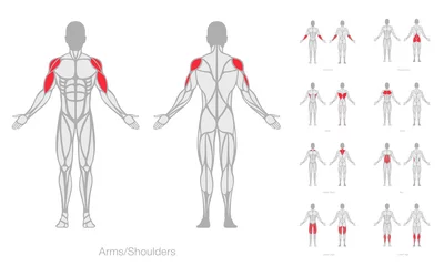 Human muscles anatomy model vector © shooarts