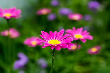 Obraz premium Цветы розовые, крупный план на зеленом фоне / 