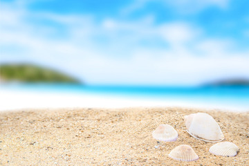 Sandy beach with shells on the seafront background / Template mock up for display of product