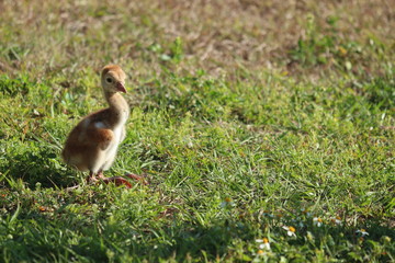 Endangered Species / Florida Sandhill Crane / Chick