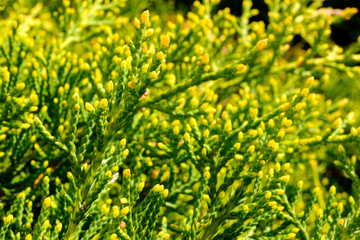 Small green coniferous shrub macro detail abstraction