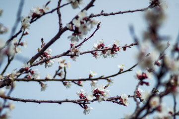 blossom spring apple tree branch with blur background