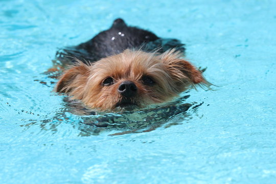 do yorkies like to swim