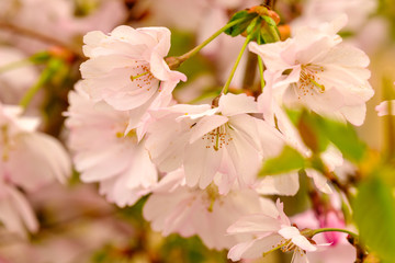 Beautiful blossoming tree close up detail