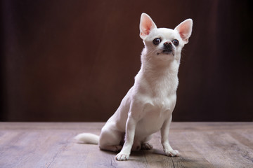 Chiwawa dal pelo bianco su sfondo scuro