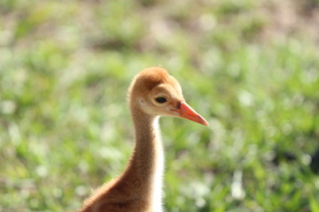 Sandhill Crane Chicks / Florida Birds 