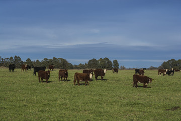 Fototapeta na wymiar Grass feed, Cow, La Pampa, Argentina