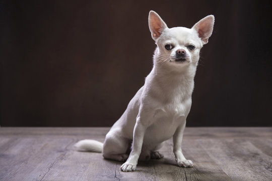 Chiwawa dal pelo bianco seduto su pavimento in legno