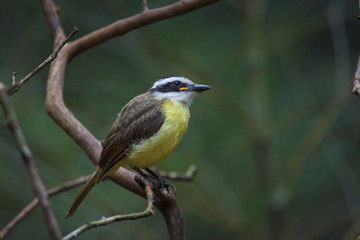 Obraz premium Bem-ti-vi