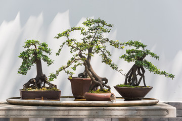 Four bonsai trees on a table with a bird in BaiHuaTan public park, Chengdu, China