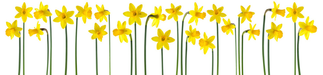 beautiful yellow daffodils isolated on white, can be used as background