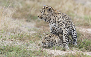 Male and female leopard mating on grass in nature