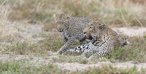 Obraz premium Male and female leopard mating on grass in nature