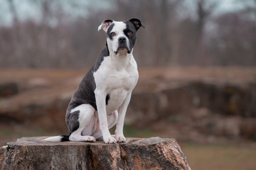 Pitbull, Bulldog