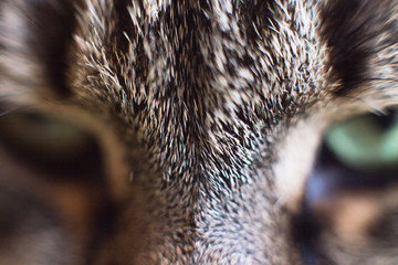 cat's eye close up. gray cat's head