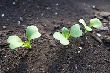 畑の野菜の芽（双葉）