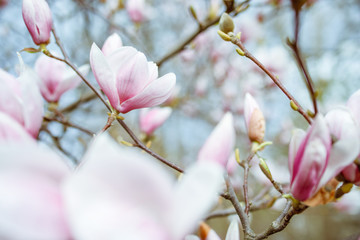 magnolia