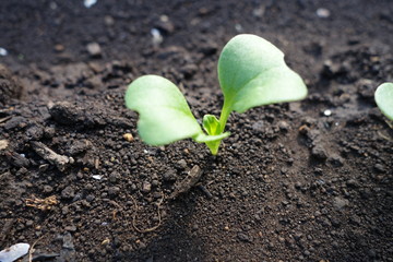 畑の野菜の芽（双葉）