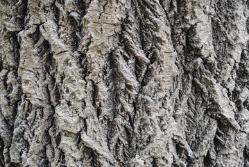 The bark of the tree
