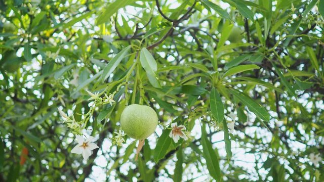 Cerbera odollam fruits.