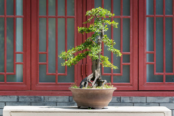 Fototapeta na wymiar Bonsai tree on a table against a red window in BaiHuaTan public park, Chengdu, China