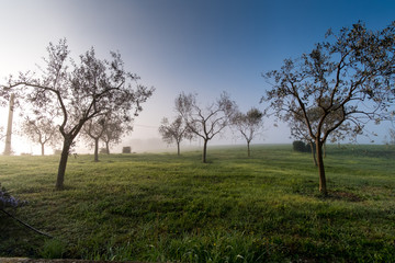Fototapeta na wymiar Misty olive garden in Umbria Italy