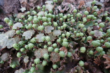 胞子体をのばすゼニゴケ