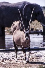 gemsbok (oryx gazella) etosha national park, namibia, africa
