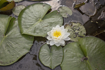 lily pad on lake