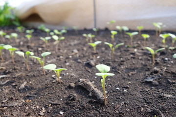 春の畑に並ぶ野菜の芽