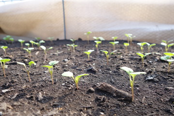 春の畑に並ぶ野菜の芽