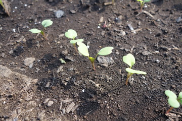 春の畑に並ぶ野菜の芽
