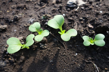 春の畑に並ぶ野菜の芽
