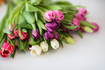 tulips on isolated white background