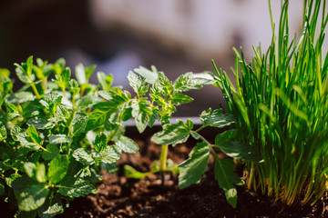 Blumenkasten mit Tomate, Schnittlauch und Pfefferminze